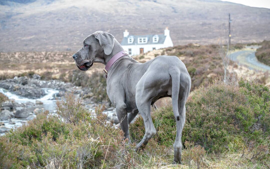 Ile de Skye avec son chien