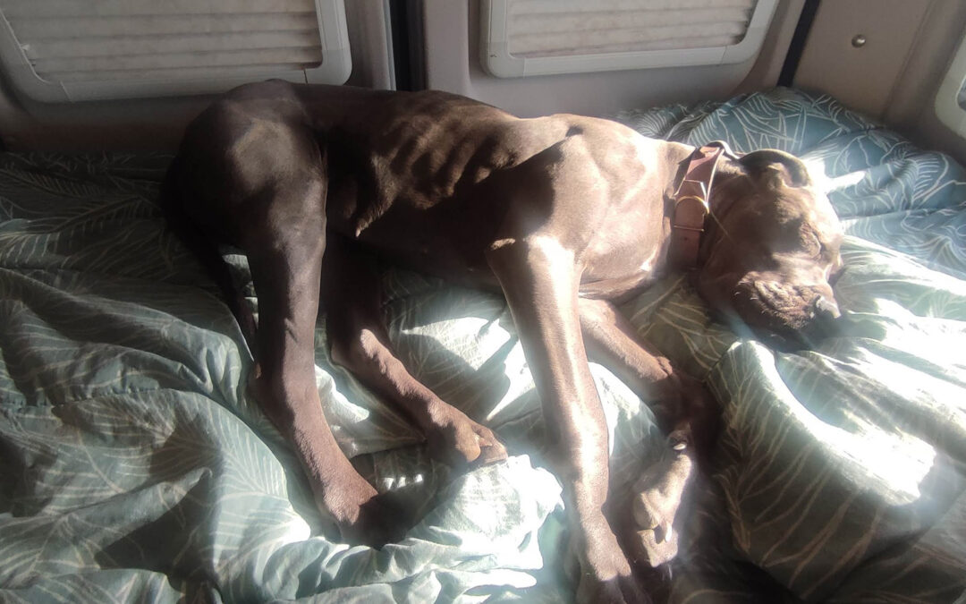 Un dogue allemand en appart’