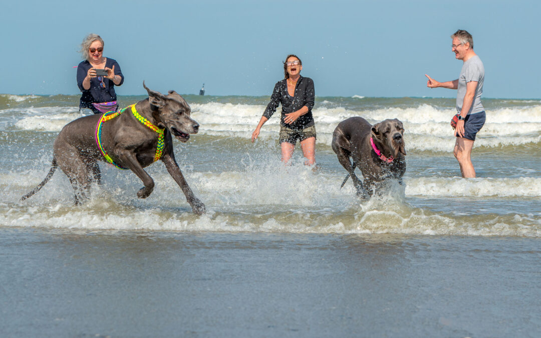 Deux dogues allemands à Westende