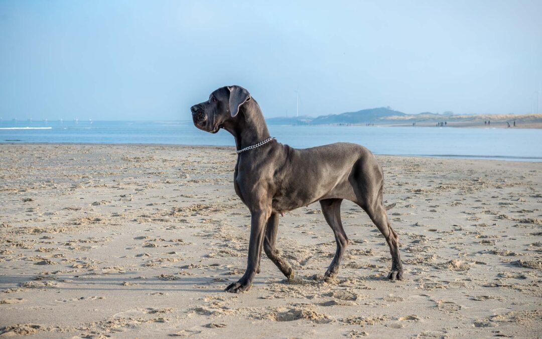 En Zélande avec son chien
