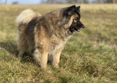 Gîte Le 38 à Goetzenbruck Dogfriendly : accueil au top pour les chiens, balades à gogo. Un vrai paradis pour humains et toutous.