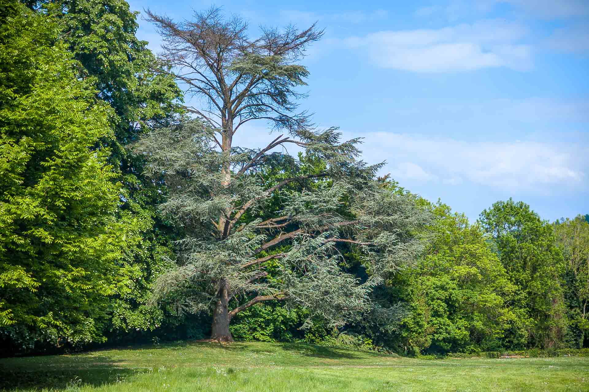 Essences rares du Parc de Colonster