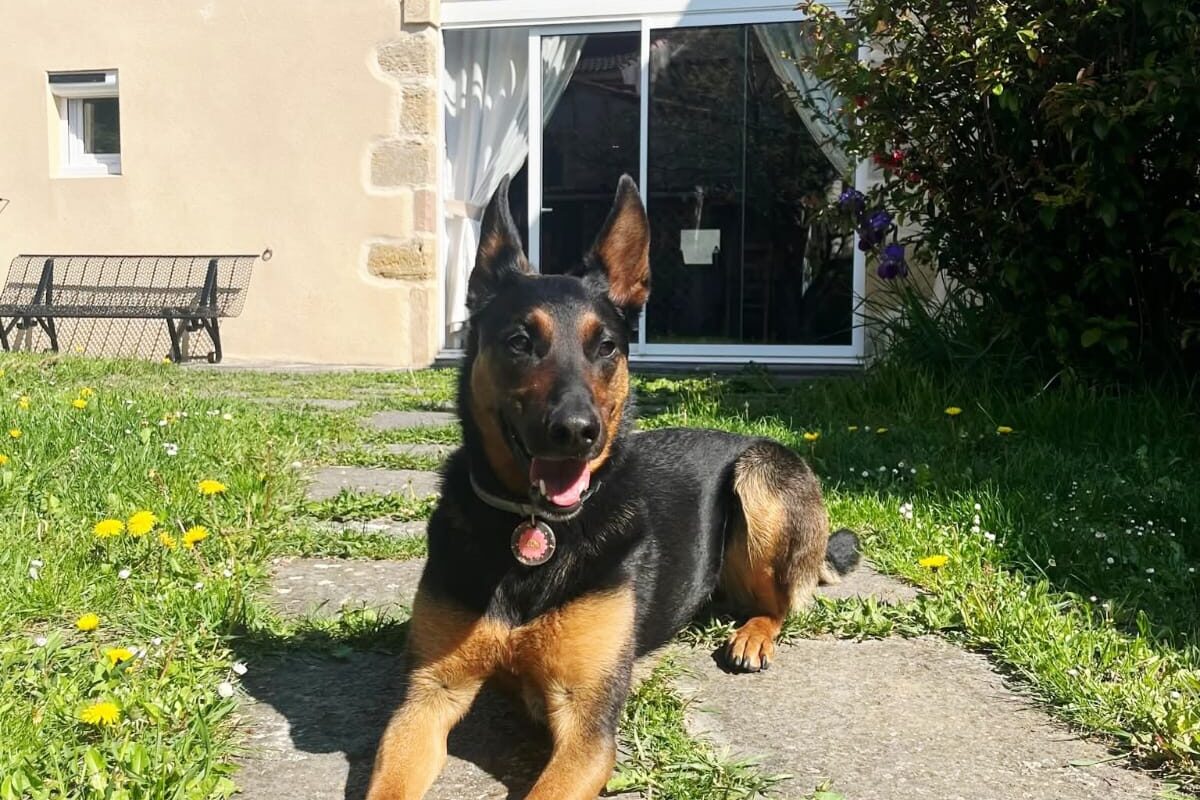 gros chien dans le jardin clos du Clos des Laves