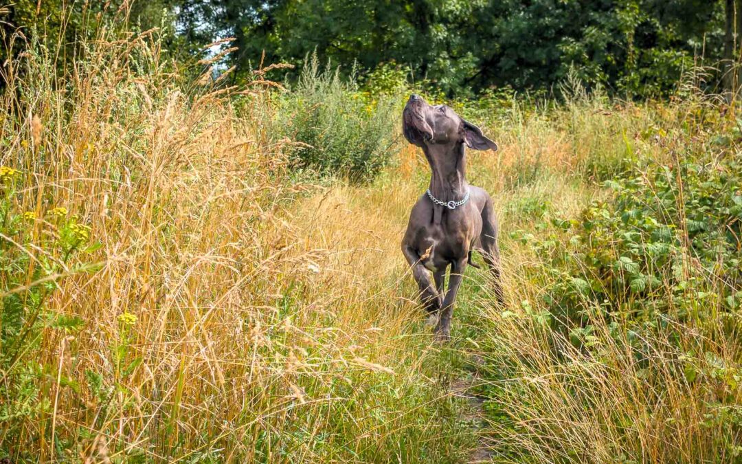Risques saisonniers pour les chiens
