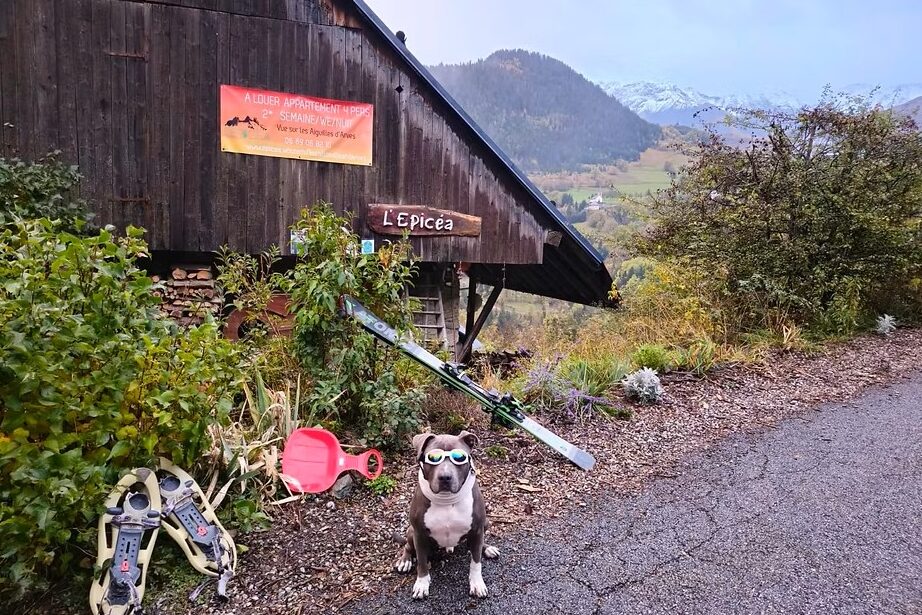 Devant L’Épicéa, gîte dog-friendly à Saint-Jean-d’Arves en Savoie, un chien équipé pour la neige pose face aux montagnes.