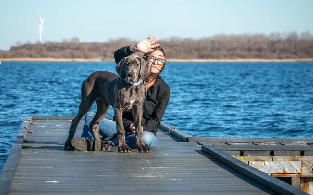 En Zélande avec son chien (2026)